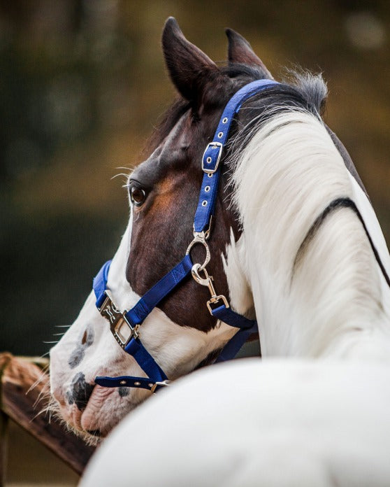 Fager Smart Halter Nylon Blue