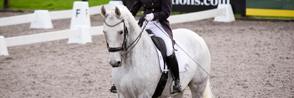 Dressage Legal Bits