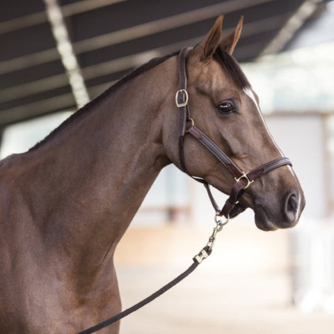 Stubben Stable Halter NT