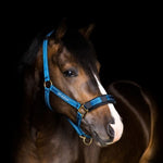 Stable Halter with Reflecting Thread