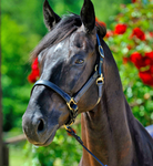 Stable Halter NT