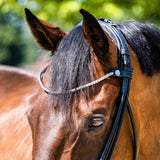 Cassidy Rolled Padded Flash Bridle