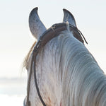 Cayenne Flash Bridle
