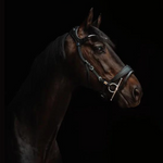 Freedom 2 Bridle with slide & lock