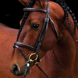 Amigo Deluxe Bridle