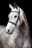 Hunter Eco Tanned Bridle