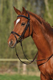Snaffle Bridle 2300 Leitrim
